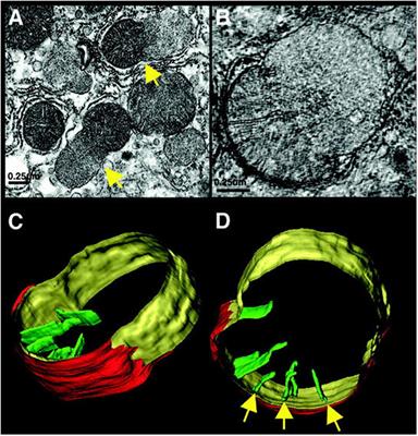 Consequences of Folding the Mitochondrial Inner Membrane